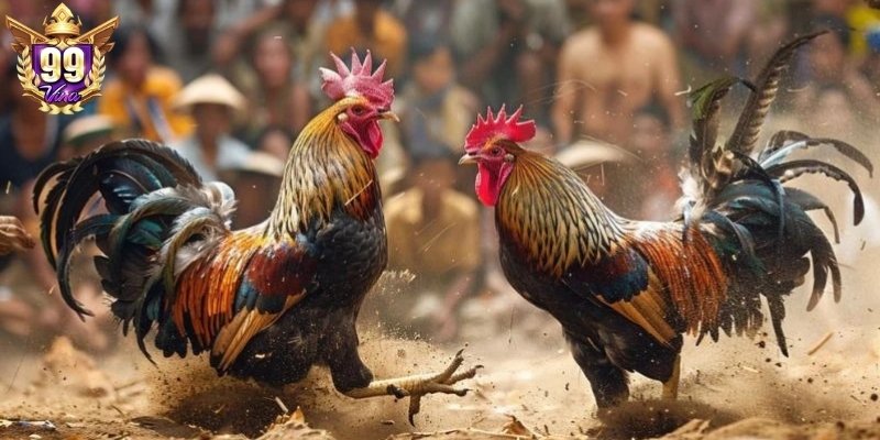 Tập hợp những thông tin cần thiết về đá gà trực tiếp C1